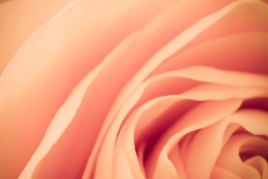 Orange rose macro clipart