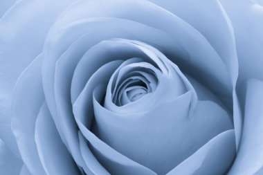 Blue rose macro clipart