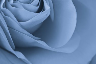 Blue rose macro clipart