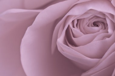 Pink rose macro clipart