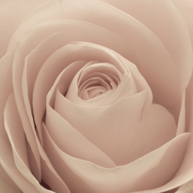 Rose macro clipart