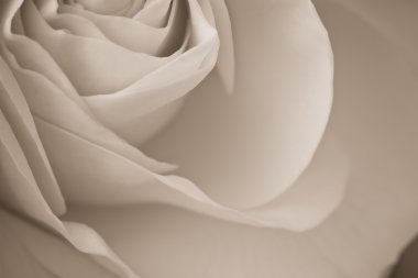 White rose macro clipart