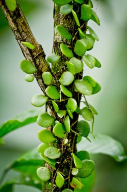 Small plant parasiting on a tree in rainforest clipart