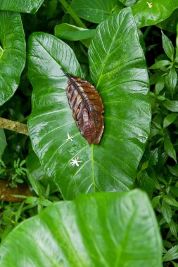 Yam leaf in tropics clipart