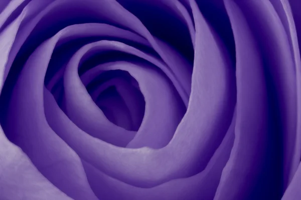 stock image Violet rose macro