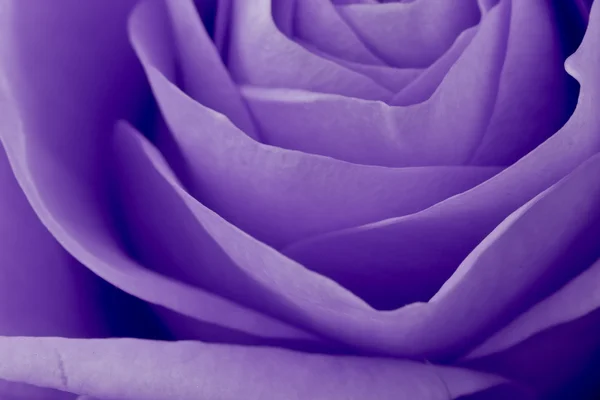 Fiołek makro róża — Zdjęcie stockowe