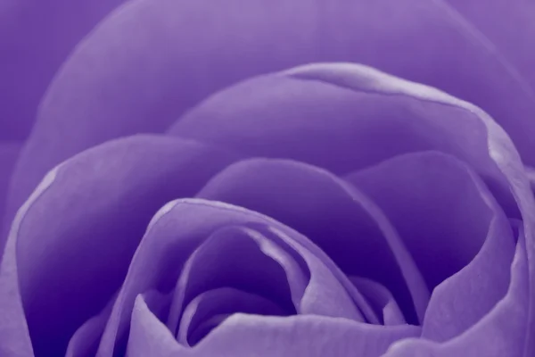 Fialové růže makro — Stock fotografie