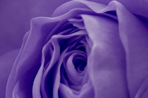 Macro rose violette — Photo