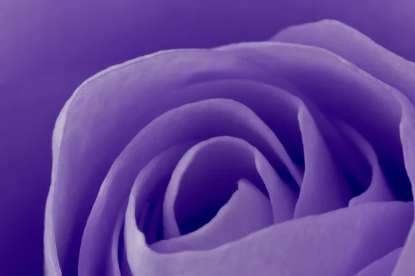 Фиолетовый розовый макро — стоковое фото