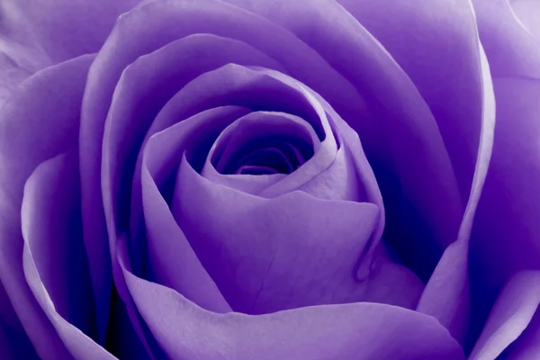 Violet rose macro — Stock Photo, Image