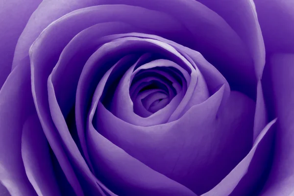 Macro rose violette — Photo