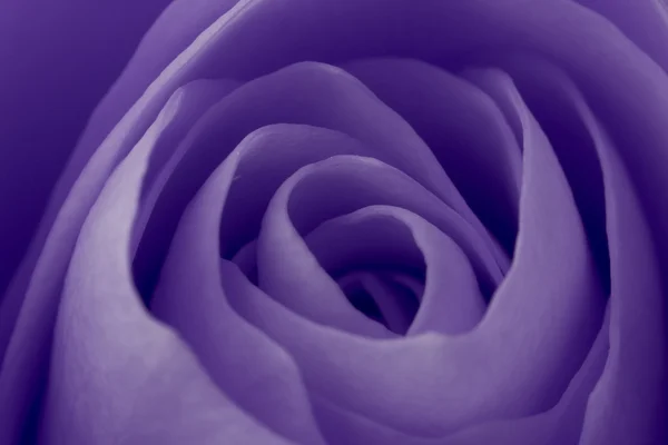 stock image Violet rose macro