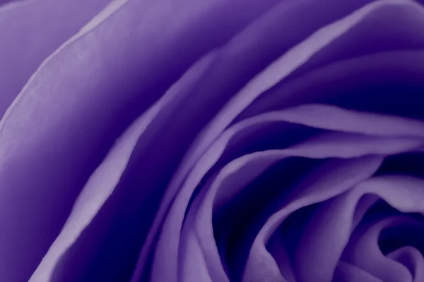 stock image Violet rose macro