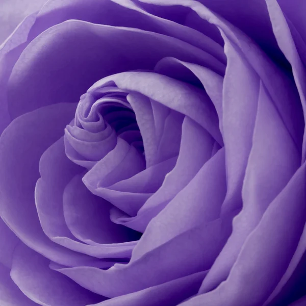 Rosa violeta macro — Foto de Stock