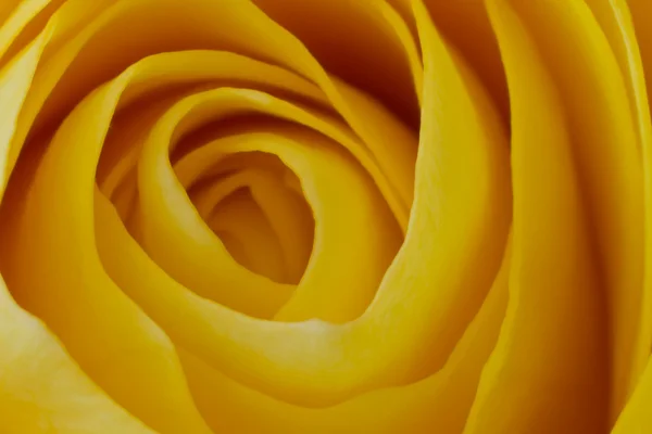 stock image Yellow rose macro