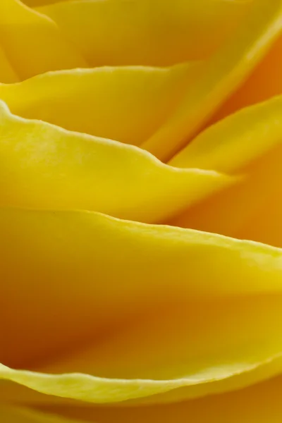 stock image Yellow rose macro