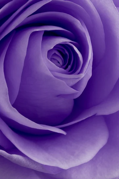 แมโครดอกกุหลาบสีม่วง — ภาพถ่ายสต็อก