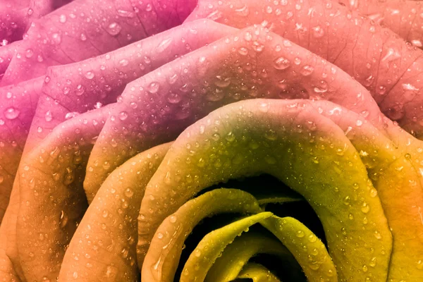 stock image Multicolor rose