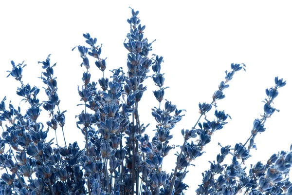 stock image Lavender isolated