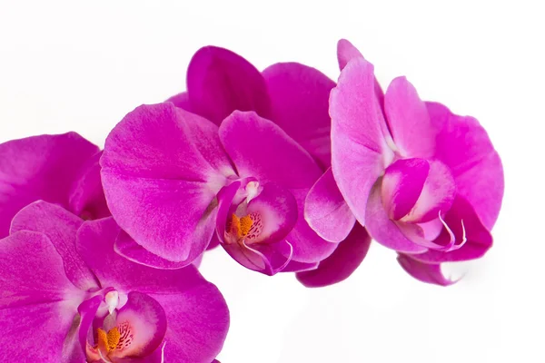 stock image Pink orchid