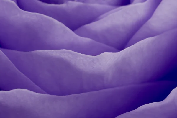 Rosa violeta macro —  Fotos de Stock