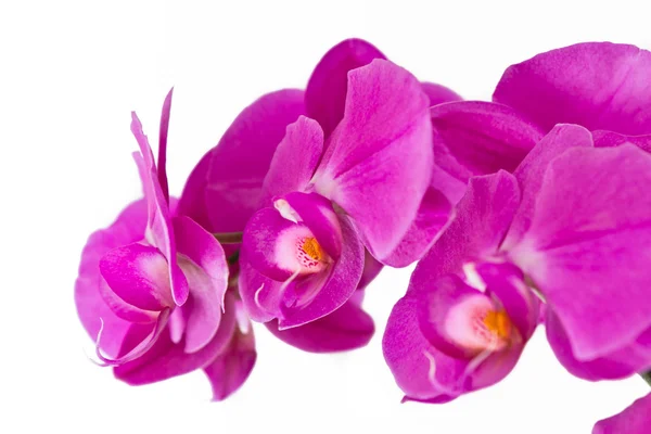 stock image Pink orchid