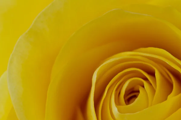 Macro rosa amarilla — Foto de Stock