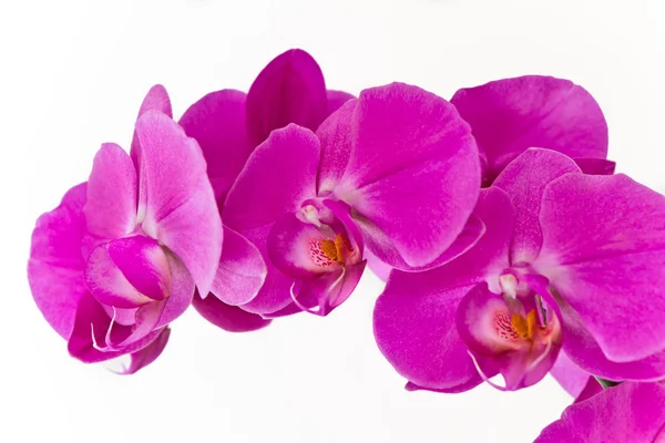 stock image Pink orchid