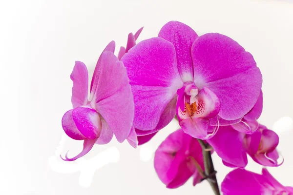 Stock image Pink orchid