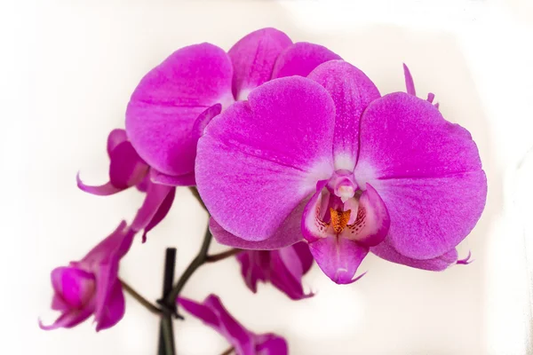 stock image Pink orchid