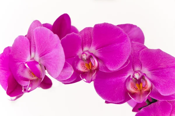 stock image Pink orchid