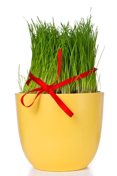 Easter grass — Stock Photo, Image