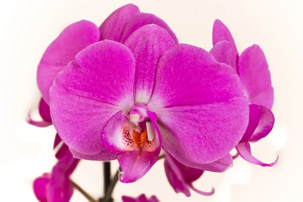 stock image Pink orchid