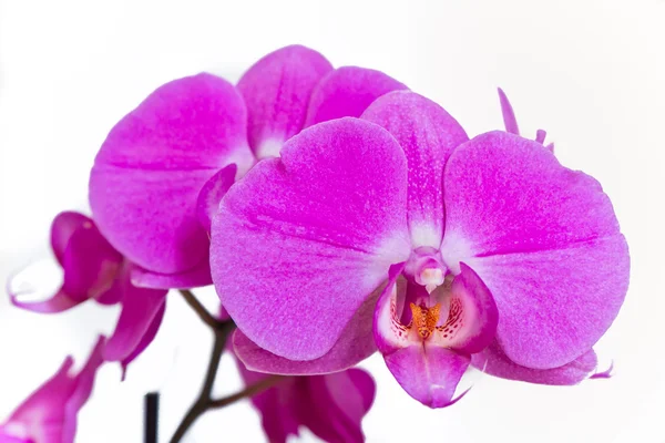 stock image Pink orchid