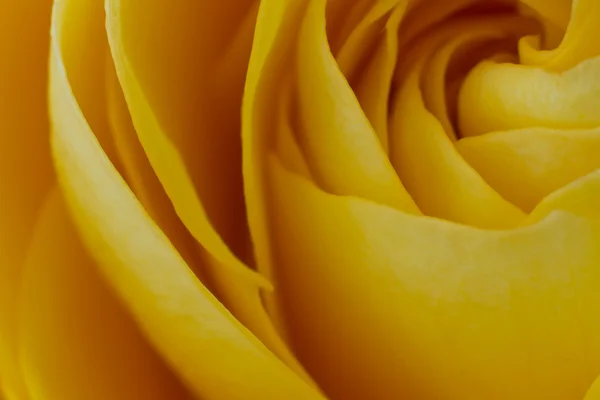 stock image Yellow rose macro