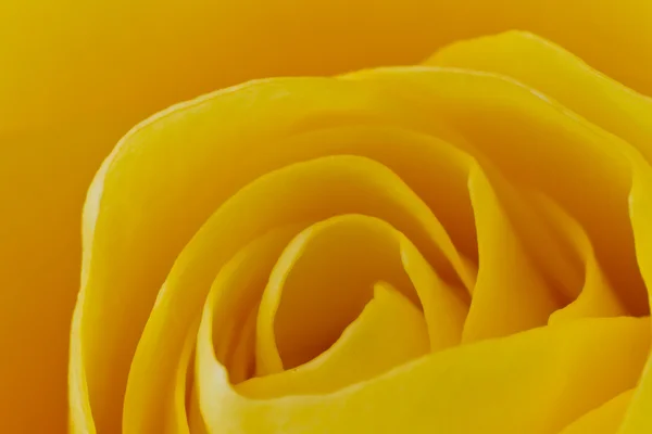 Amarelo rosa macro — Fotografia de Stock