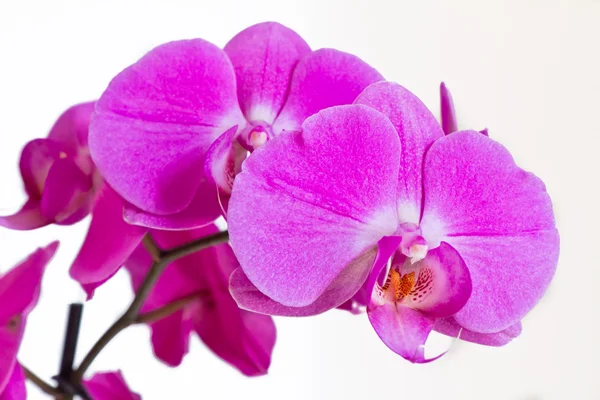 Stock image Pink orchid