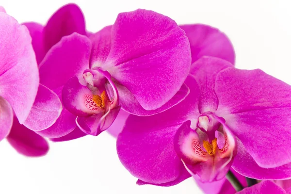 stock image Pink orchid