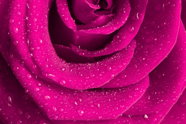 stock image Pink rose