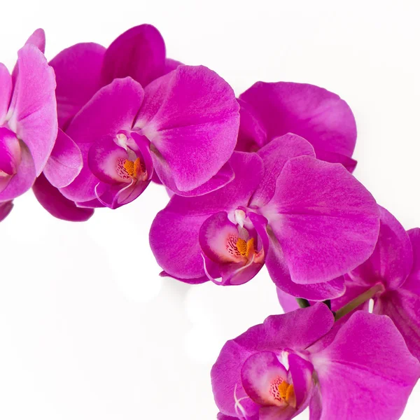 stock image Pink orchid