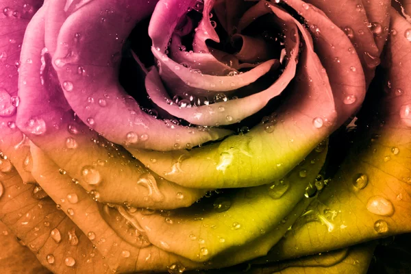 Rosa multicolor —  Fotos de Stock