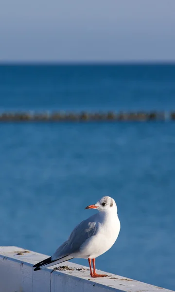 stock image Seaguls at pier