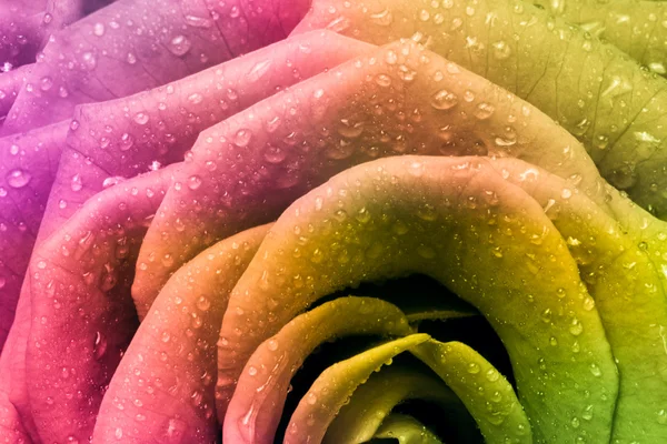 Stock image Multicolor rose