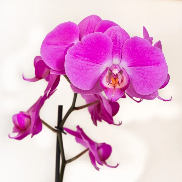 stock image Pink orchid