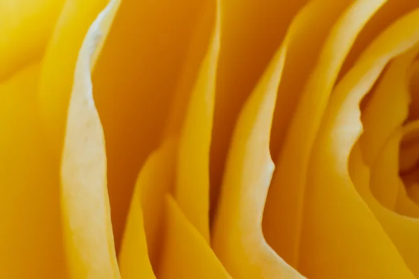 stock image Yellow rose macro