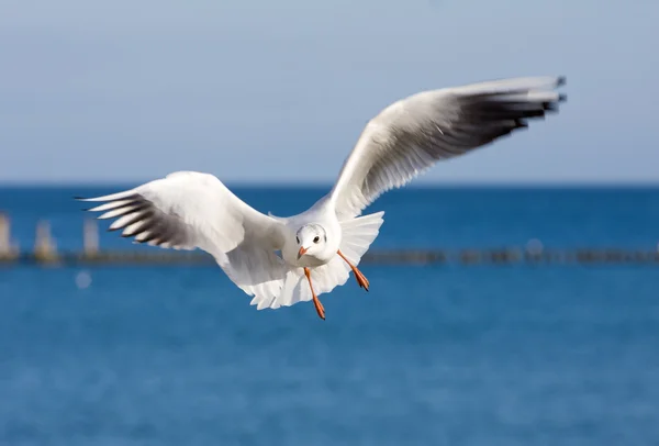 Seaguls at pier — Stock Photo, Image