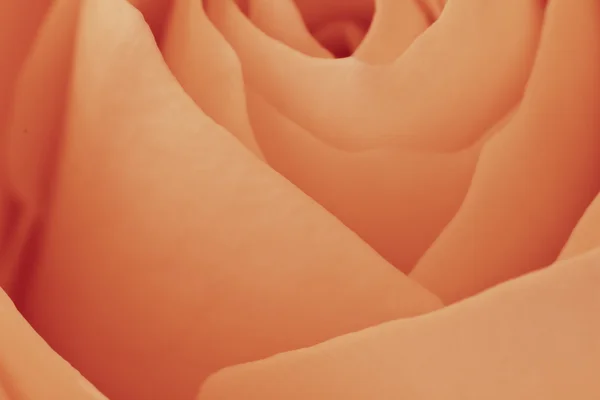 Oranžové růže makro — Stock fotografie