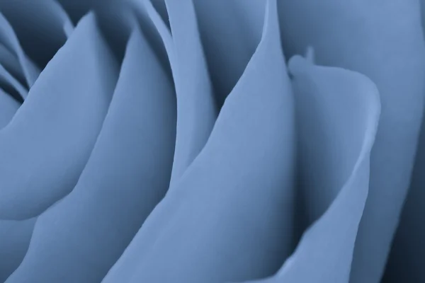 Macro rosa blu — Foto Stock