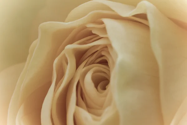 Macro rosa blanca — Foto de Stock