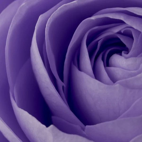 Rosa violeta macro — Foto de Stock